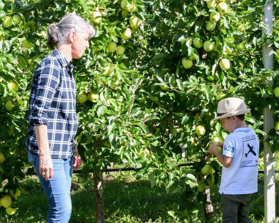 La magia della raccolta tra i frutteti della Val di Non e Val di Sole