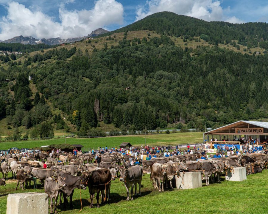 Torna in Val di Peio il Cheese FestiVal di Sole