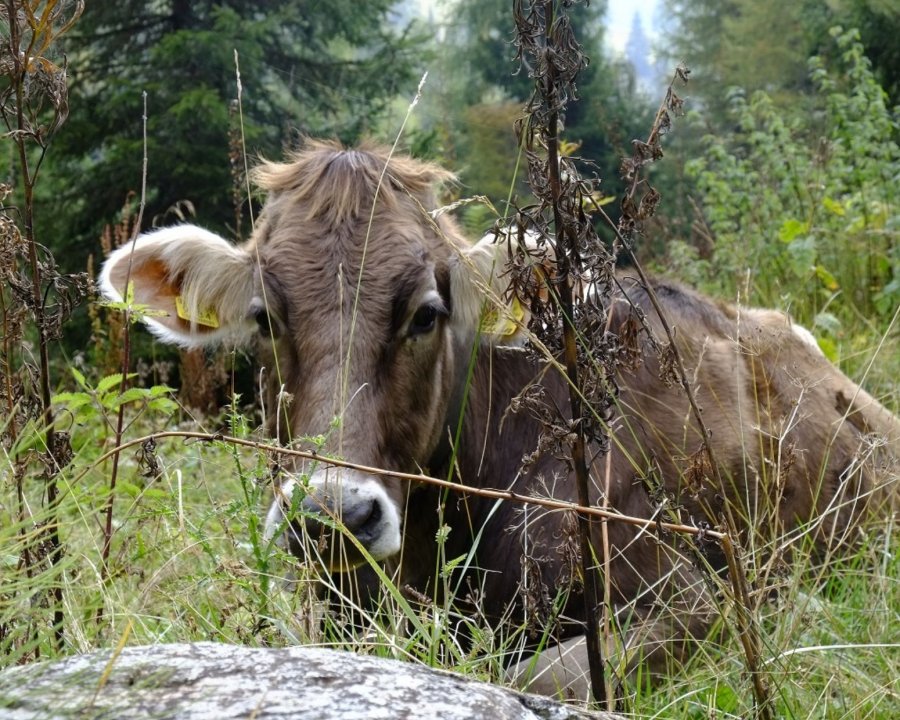Montagna che vive e resiste