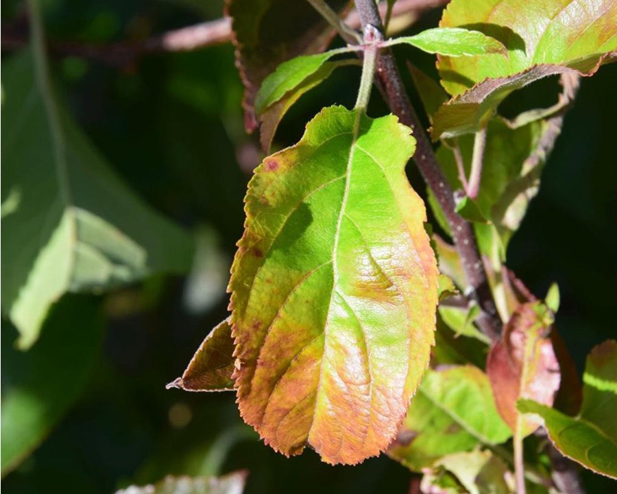 Scopazzi del melo, via libera al nuovo Piano di azione provinciale