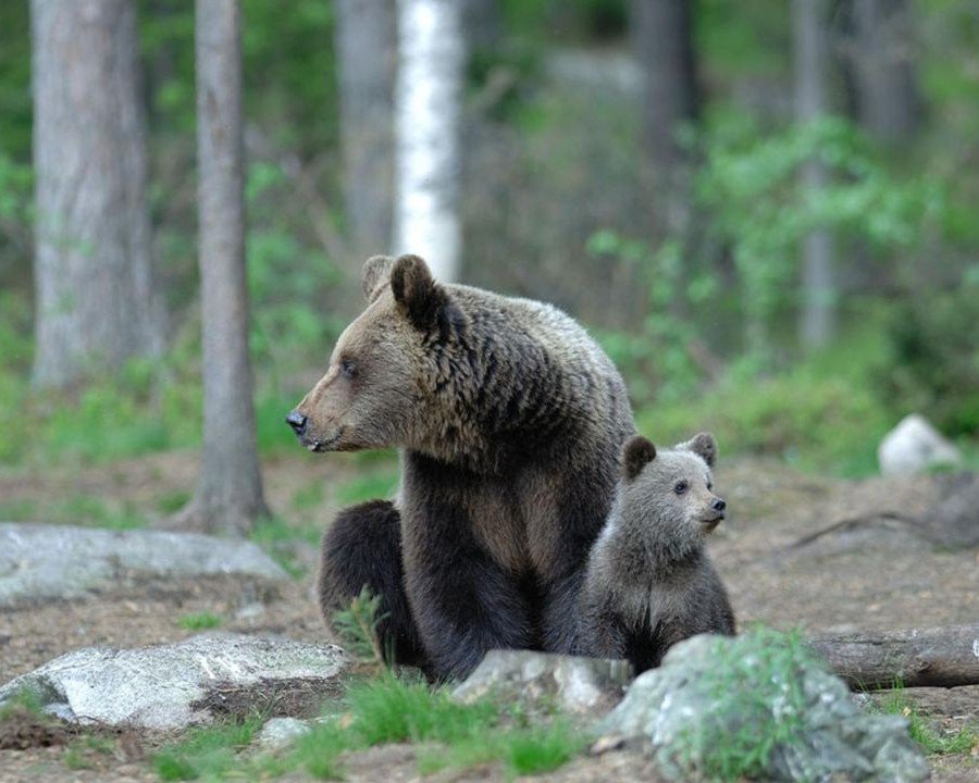 Monte Peller, avvistata un’orsa radiocollarata con cuccioli