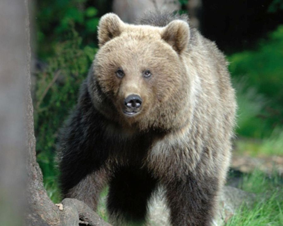 Spiazzo, reimmessa in natura l’orsa F3