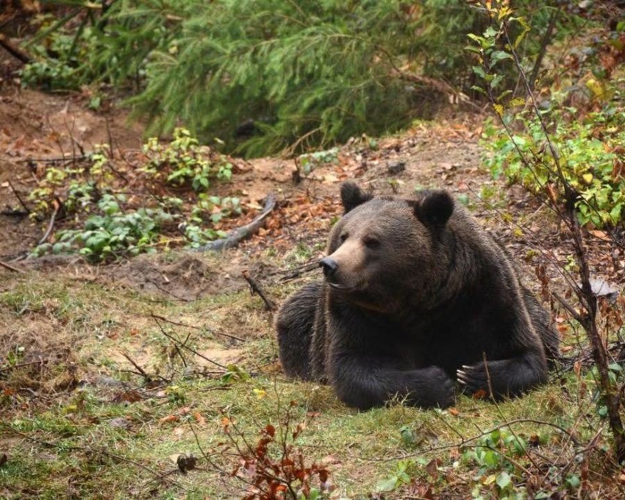 Cucù, il radiocollare non c'è più!