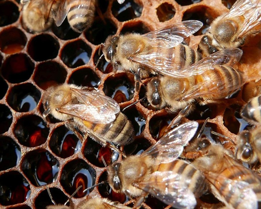 Ape mellifera selvatica, un passo avanti per la sua salvaguardia