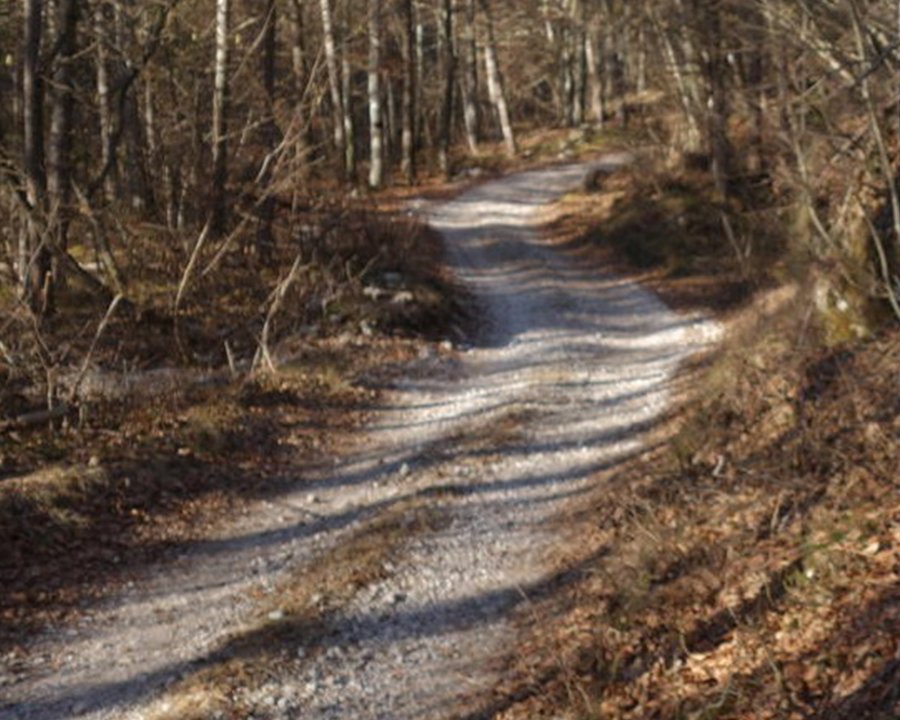 Aprire le strade forestali ai cacciatori? 'Una proposta assurda e pericolosa'
