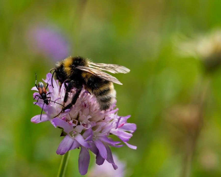 Le api raccontano l’ambiente