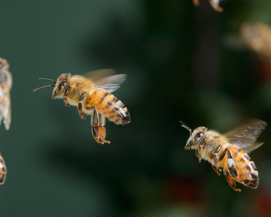 Le api tornano a raccontare la qualità ambientale della Val di Sole