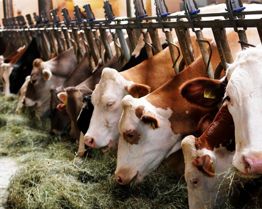 A Fem la Giornata zootecnica 2025