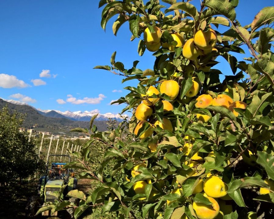 Nuove linee guida per la sorveglianza sanitaria degli stagionali agricoli