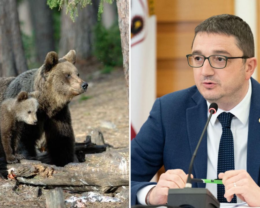 Fugatti rinviato a giudizio per la rimozione dell’orso M90