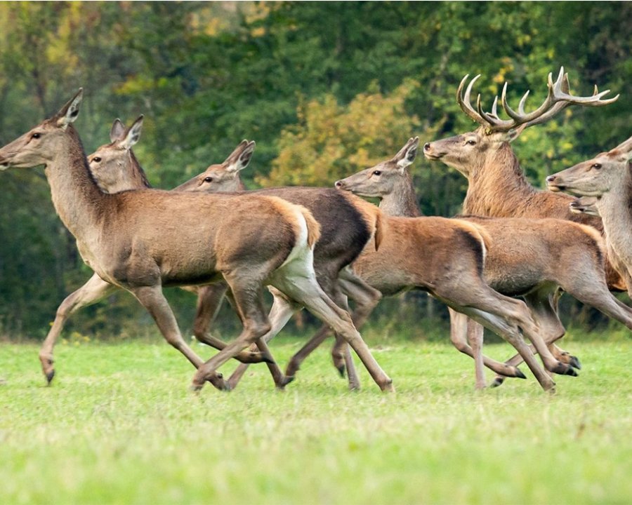 Controllo numerico del cervo, al via la terza stagione