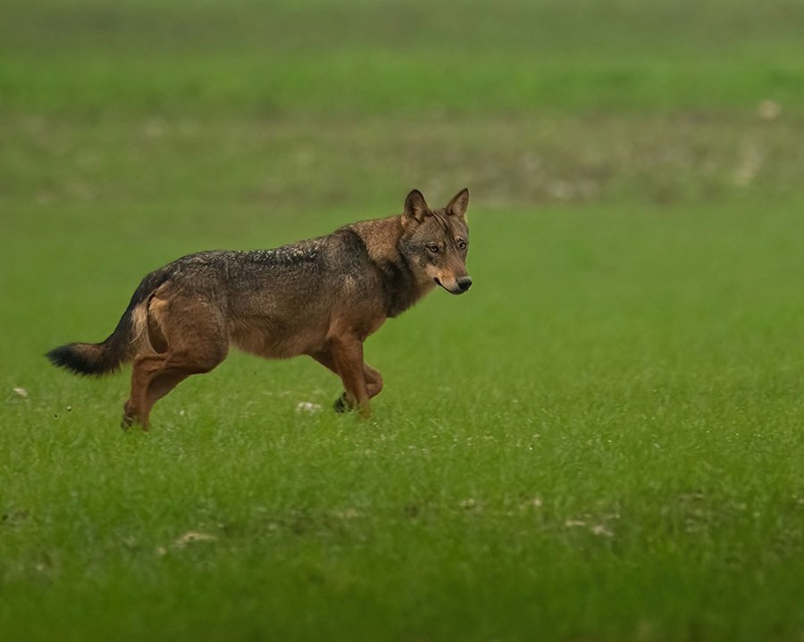 Ludovica, la lupa radiocollarata scomparsa