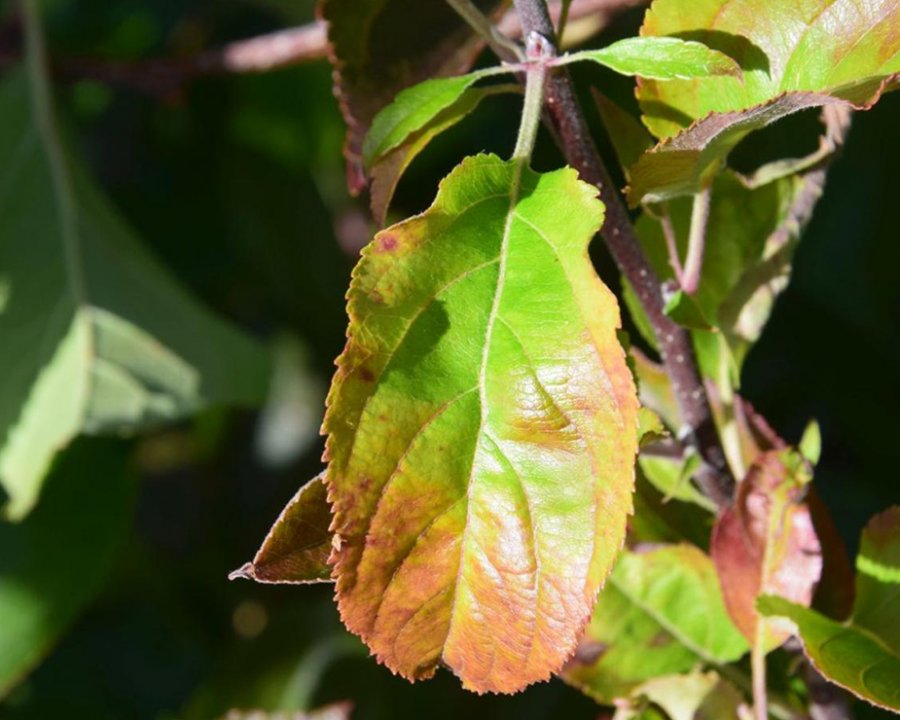 Nuova campagna informativa sugli scopazzi del melo