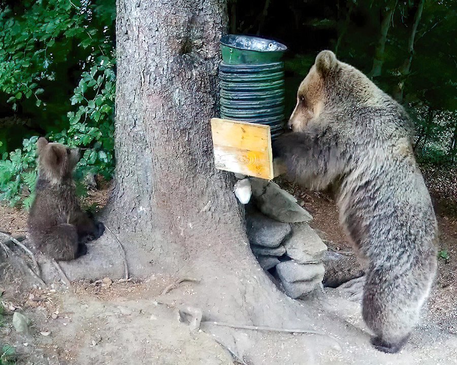 Orsi, Wwf contro il foraggiamento artificiale degli ungulati