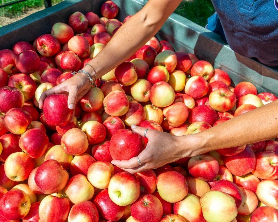 Concluso il progetto BUON LAVORO Agricoltura!