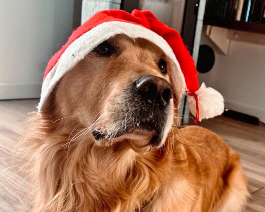 Wwf contro i botti di fine anno