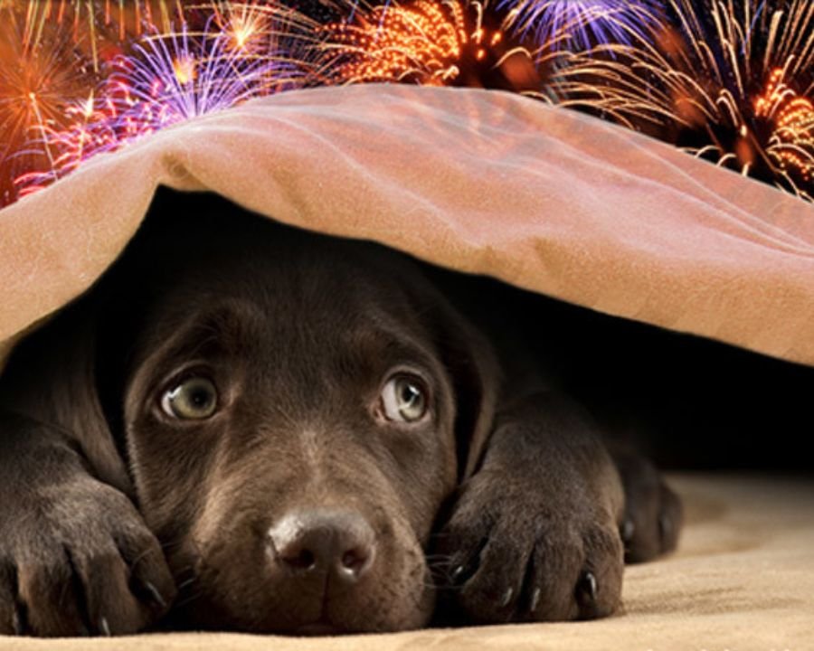 Capodanno, l'appello del WWF