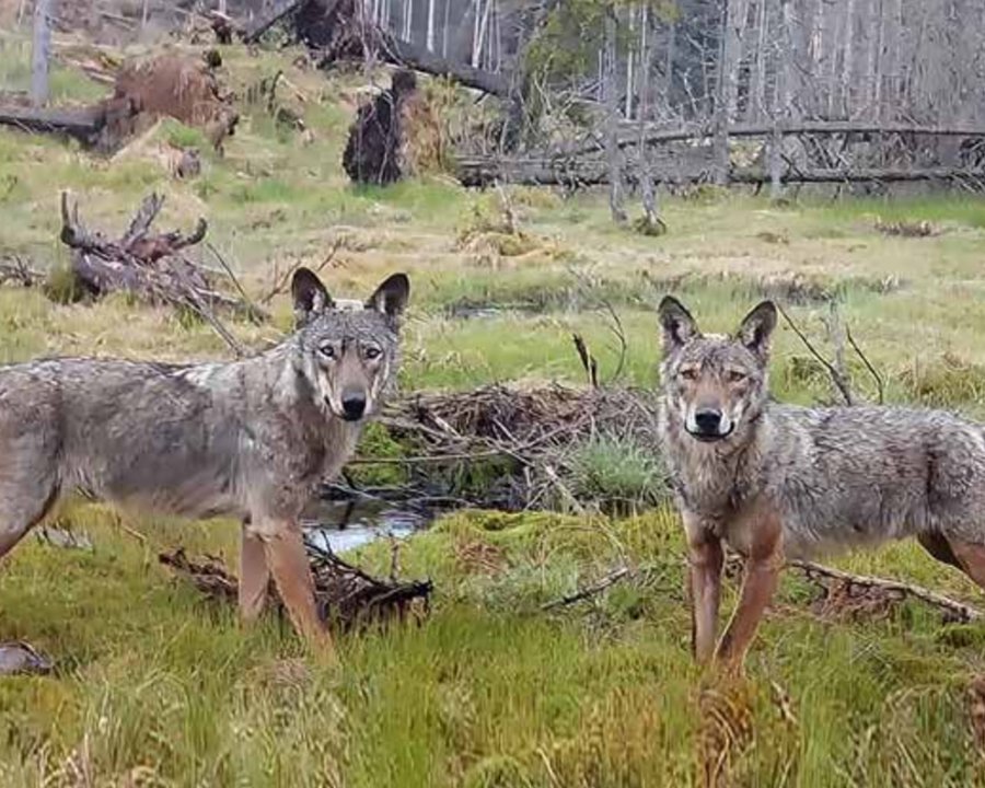 Lupo, declassamento europeo e scontro politico