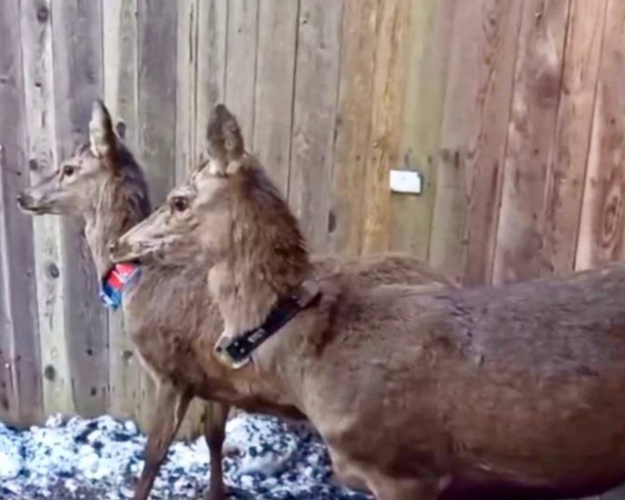 Parco, catture dei cervi a scopo scientifico