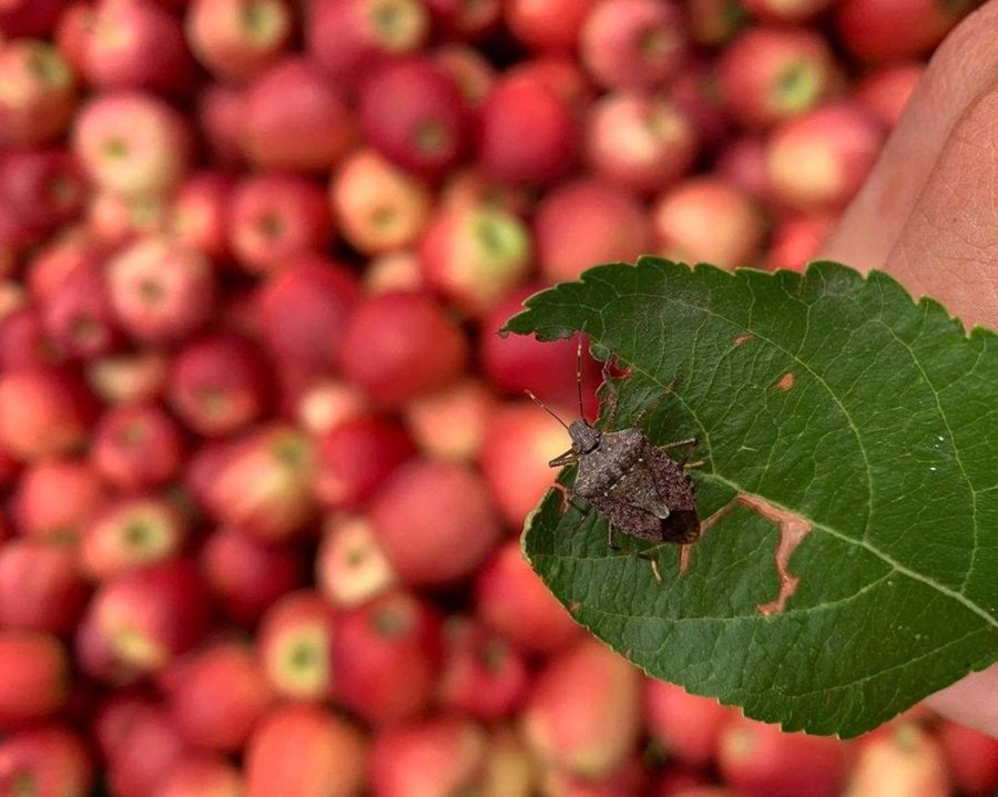 Scopazzi nel mirino dei monitoraggi primaverili e cimice asiatica sotto controllo