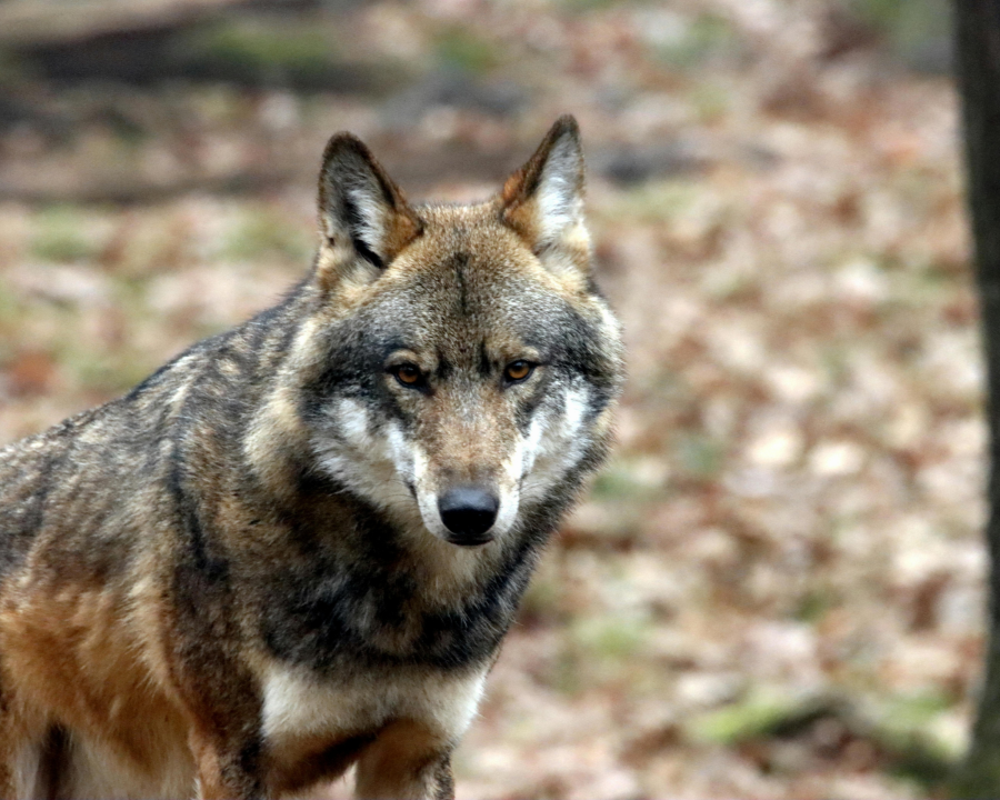 Escursionista graffiata da un lupo in Val di Rabbi