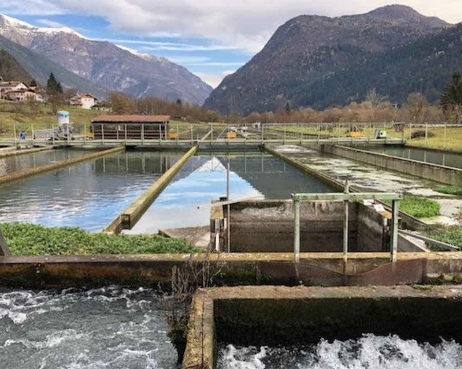 Sinergia Astro FEM per rendere più resiliente e sostenibile l’acquacoltura di montagna