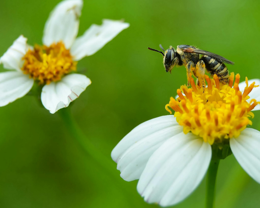 Tutti in campo per l’ambiente
