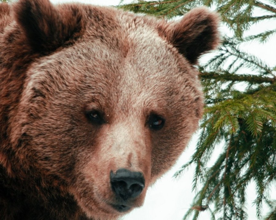 A Mezzolombardo una serata per conoscere l’orso