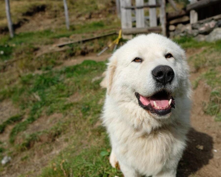 Cani da guardiania, un corso per conoscerli e gestirli al meglio