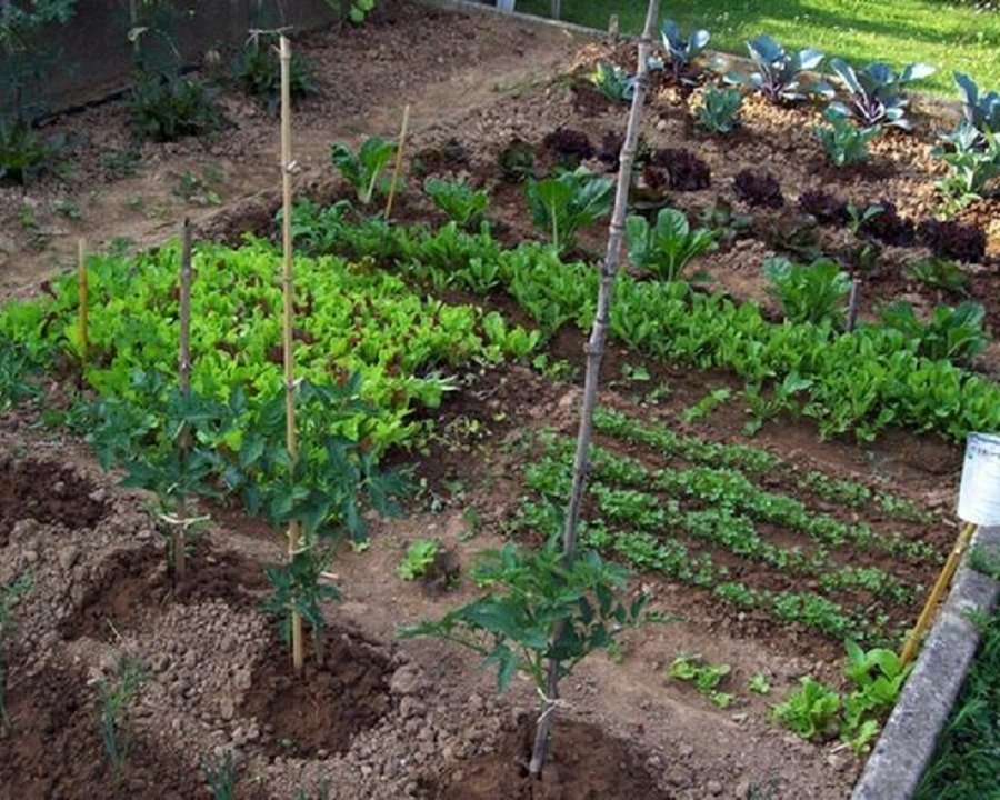 A Cles le istruzioni per l'orto