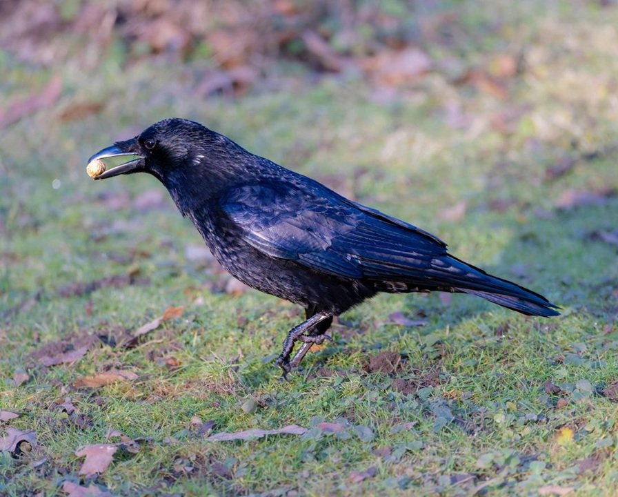 Corvidi, approvato il nuovo Piano di controllo 2026-2030