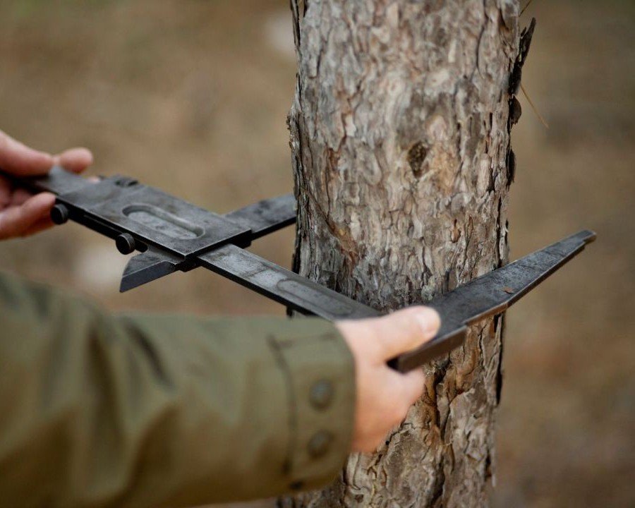 Vermiglio cerca un nuovo custode forestale