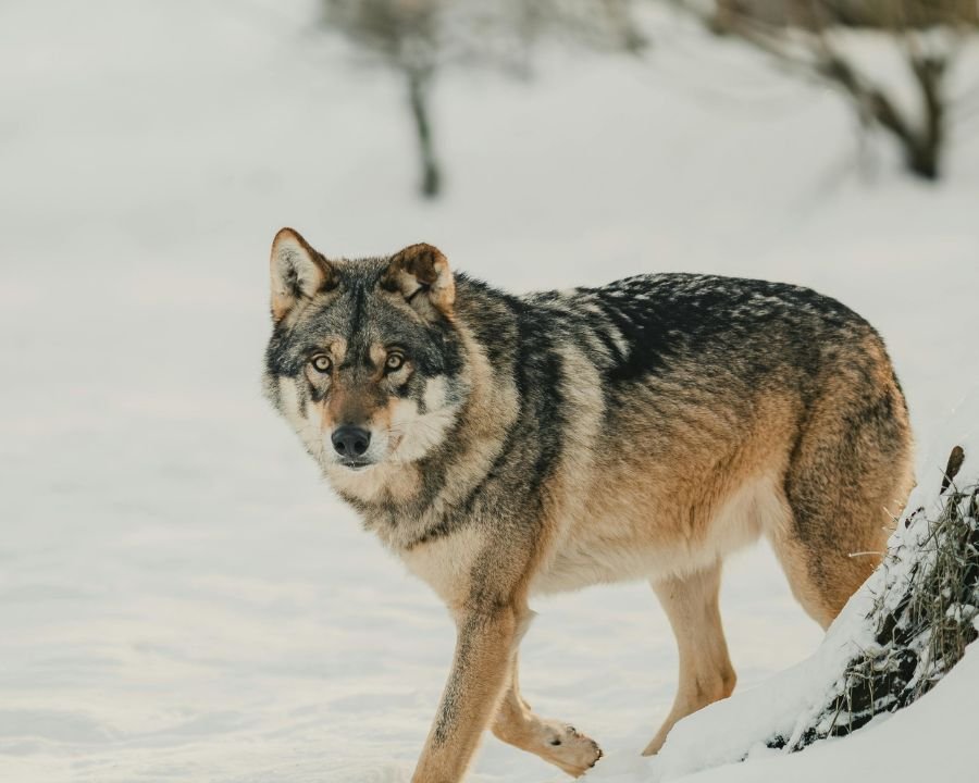 Rapporto grandi carnivori: il Comitato Insieme per Andrea Papi risponde