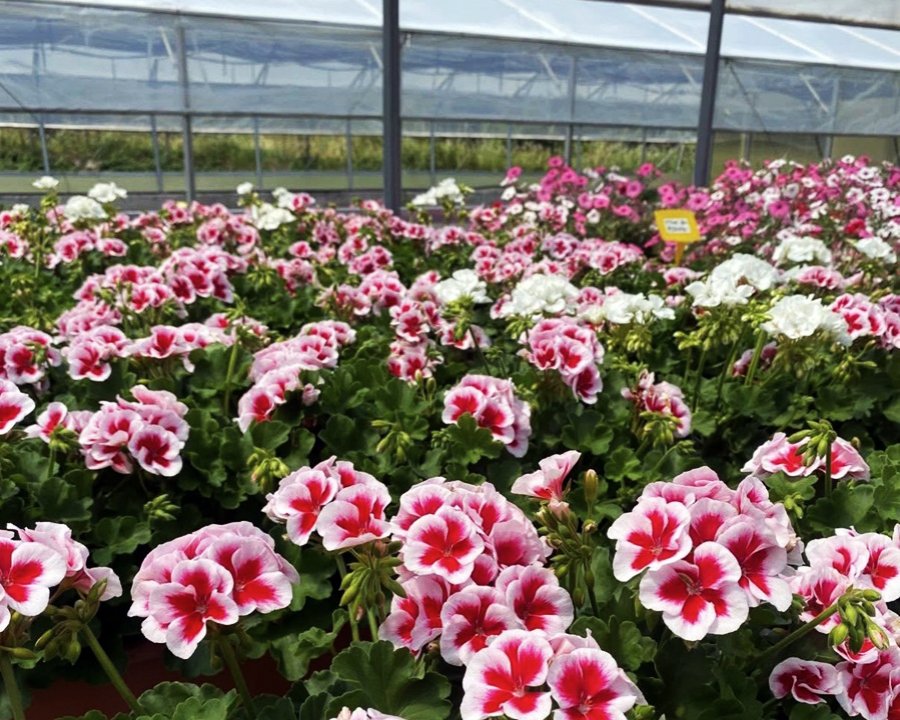 Floricoltura Fantelli, il meglio per l'orto e il balcone