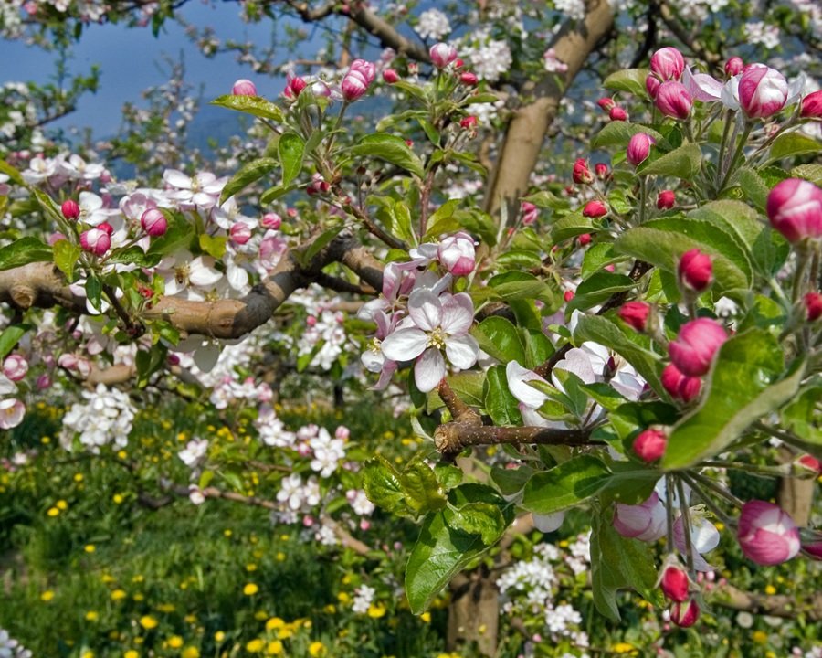 Torna la magia dei meli in fiore
