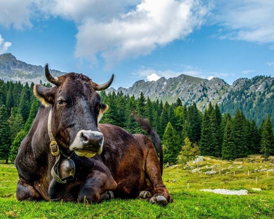 La storia genetica delle valli dolomitiche: i Rendeneri e i loro bovini