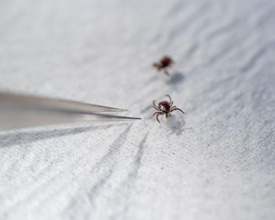 Nasce ZeccAPP, l’app per monitorare le zecche e prevenire le malattie