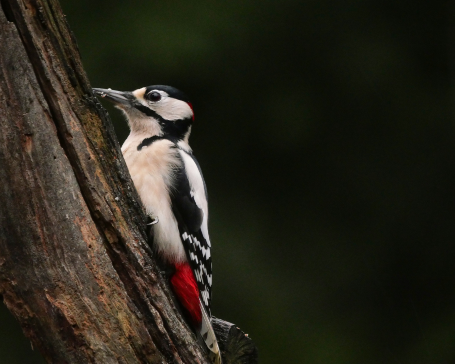 Crea+Bird, il progetto che unisce studenti, natura e tecnologia